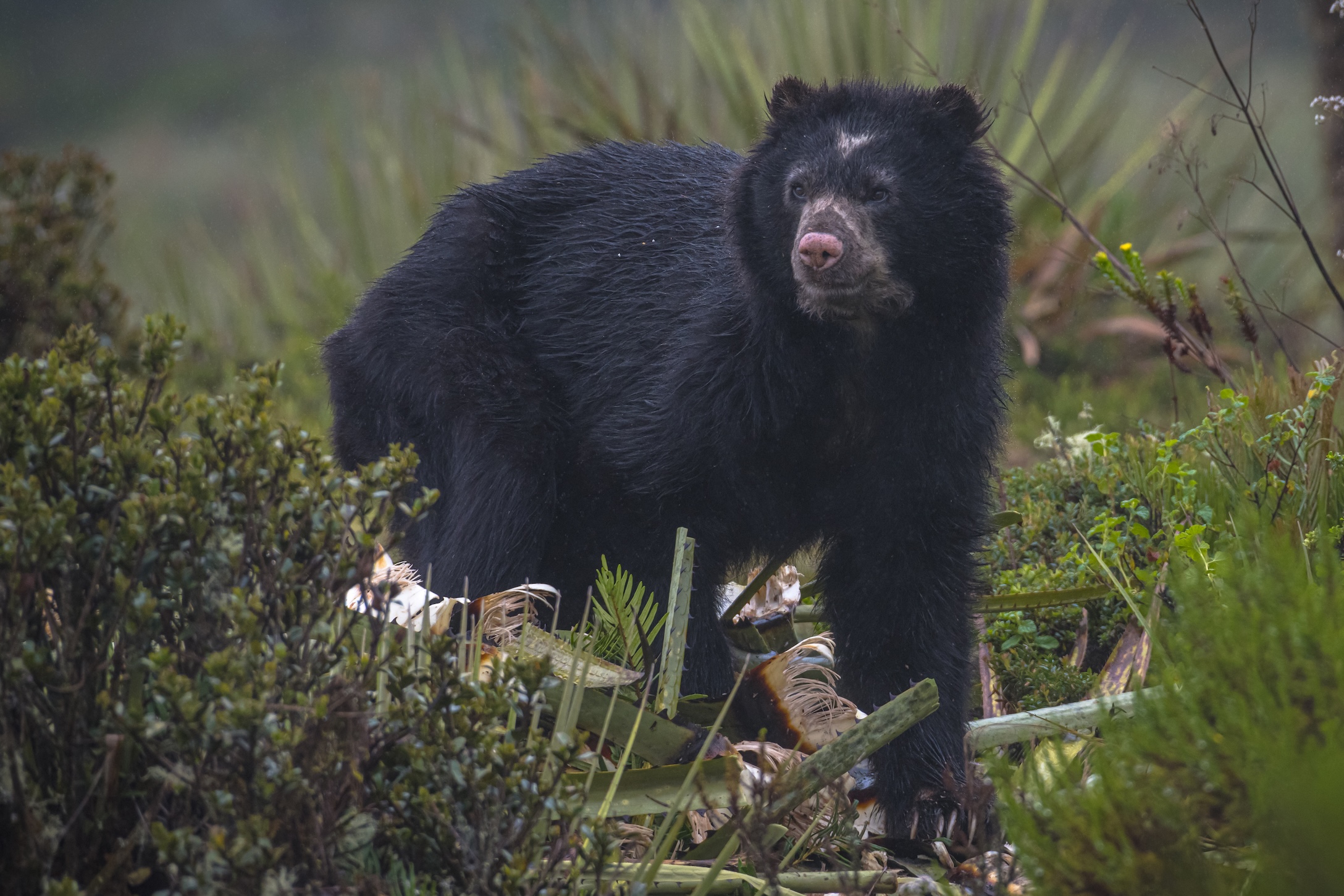 BOGOTÁ ENDEMICS - BIRDING ESCAPE 3D-2N